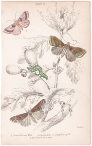 25 pease blossom moth